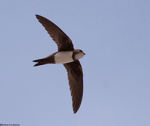 ���������� �����